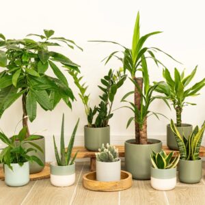 Indoor Plants